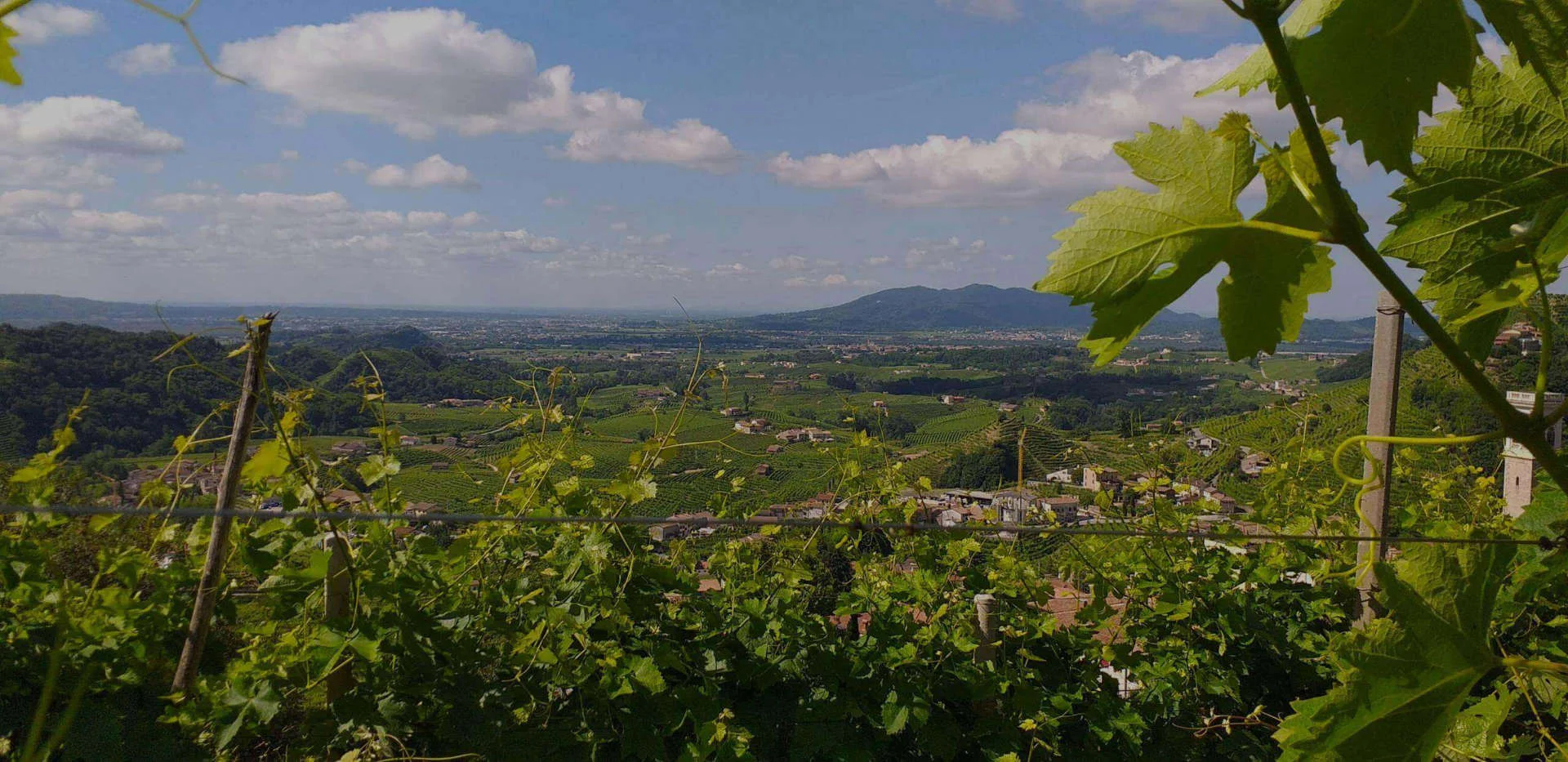 Vigneti a Valdobbiadene