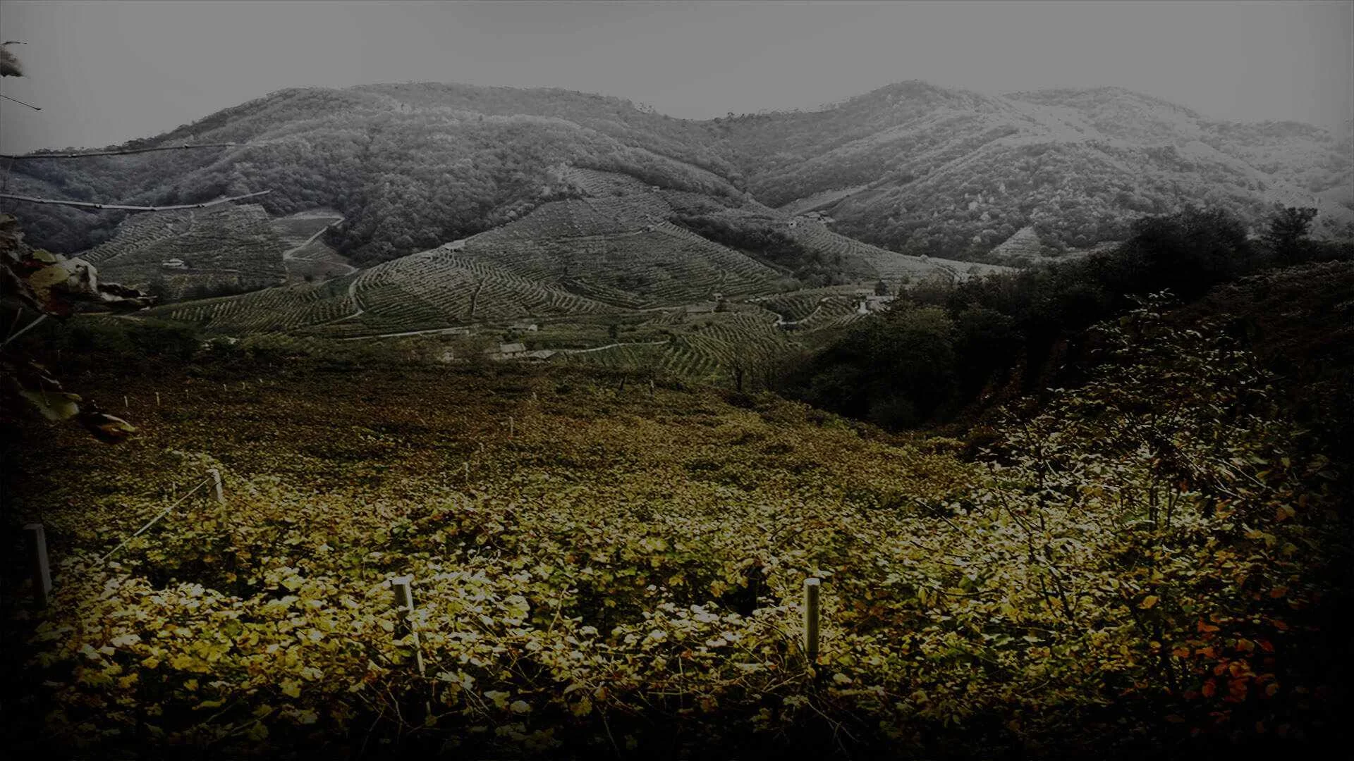 Vigneti a Valdobbiadene
